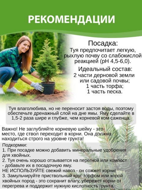 Туя Глобоза (западная)