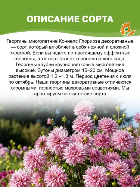 Георгин Коннелс Глориоза (декоративный)  