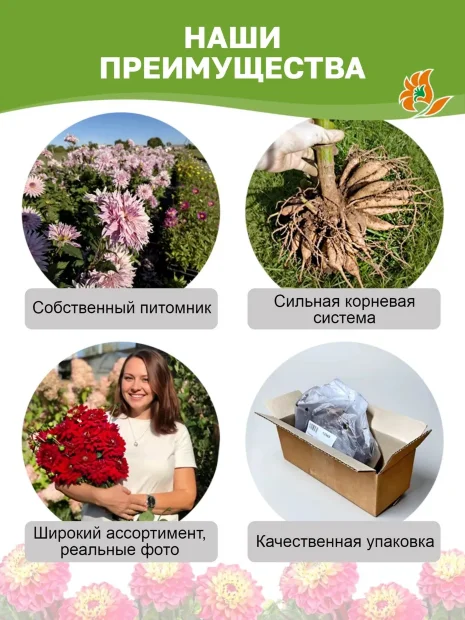 Георгин Коннелс Глориоза (декоративный)  