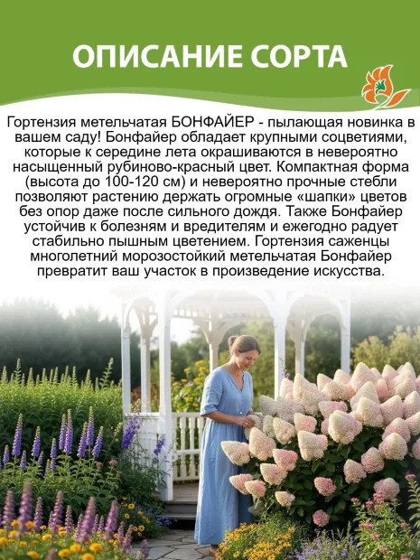 Ярко-рубиновое цветение гортензии Бонфаер в августе