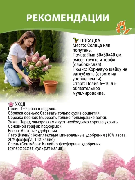 Рекомендации по уходу за гортензией Бонфаер