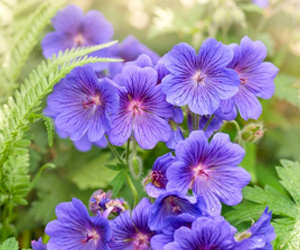 Герань